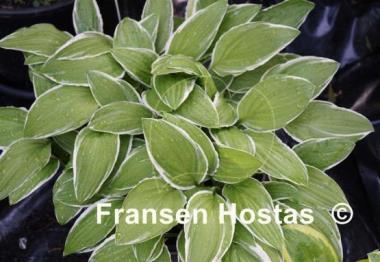 Hosta Herifu
