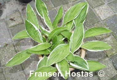 Hosta Herifu