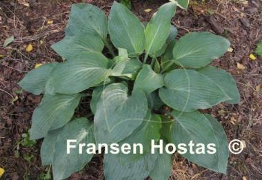 Hosta Herkules