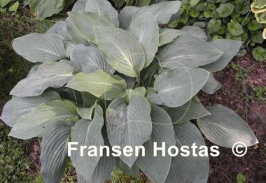 Hosta Herkules