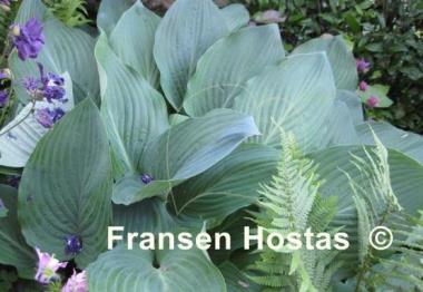Hosta Herkules