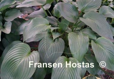 Hosta Herkules