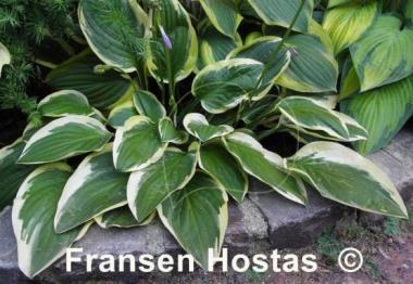 Hosta Hertha