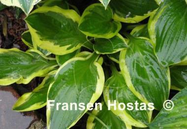 Hosta Hertha