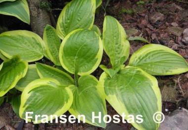 Hosta Hertha
