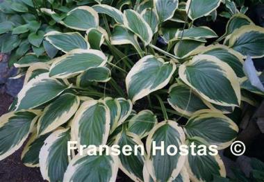 Hosta Hertha