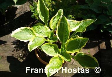 Hosta Hertha
