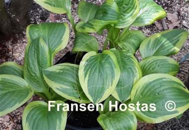 Hosta Hertha