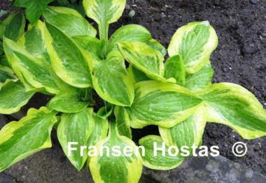 Hosta Hertha