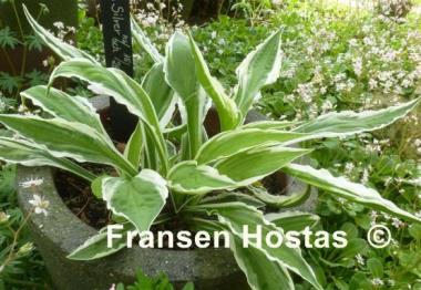 Hosta Hi Ho Silver