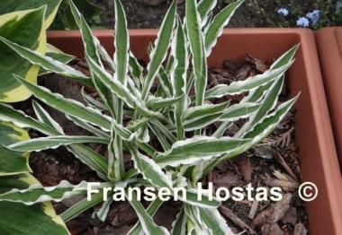 Hosta Hi Ho Silver