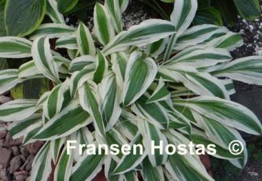 Hosta Hi Ho Silver