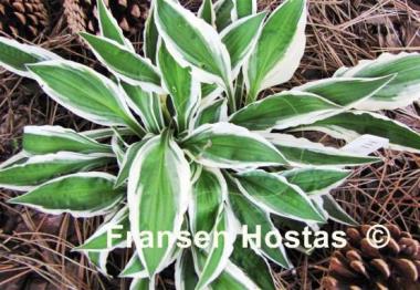 Hosta Hi Ho Silver