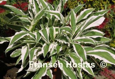 Hosta Hi Ho Silver