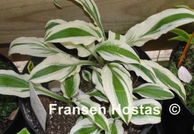 Hosta Hi Ho Silver