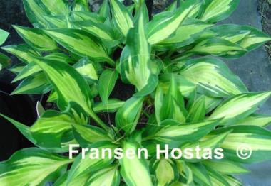 Hosta Hidden Cove