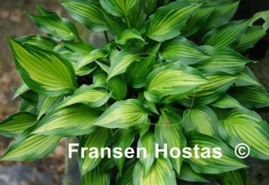 Hosta Hidden Cove