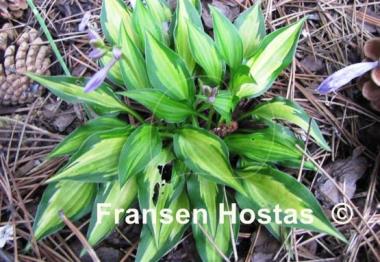 Hosta Hidden Cove