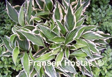 Hosta Hidden Treasure