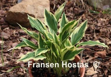 Hosta Hidden Treasure