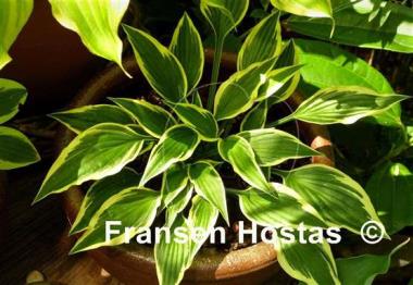 Hosta Hidden Treasure