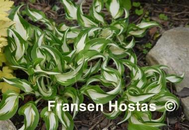 Hosta Hideout