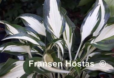 Hosta Hideout