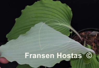 Hosta High Kicker