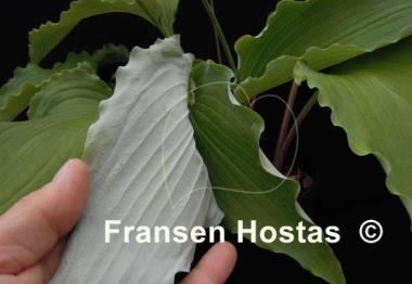 Hosta High Kicker