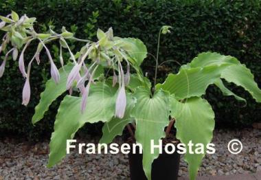 Hosta High Kicker