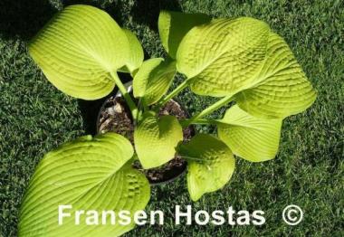 Hosta High Noon