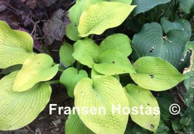 Hosta High Noon