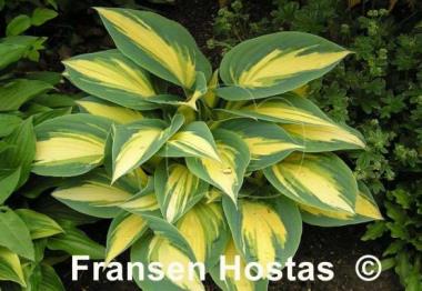 Hosta High Society