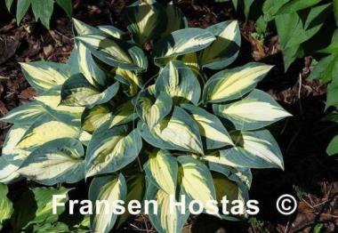 Hosta High Society
