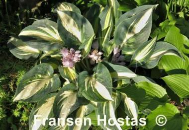 Hosta High Society