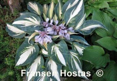 Hosta High Society