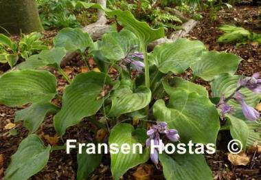 Hosta High Tide