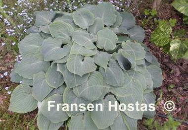 Hosta High Tide