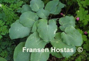 Hosta High Tide