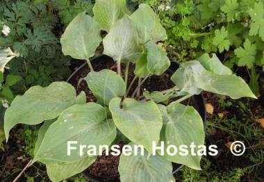 Hosta High Tide