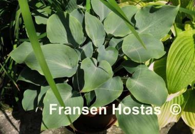 Hosta High Tide
