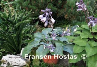 Hosta High Tide