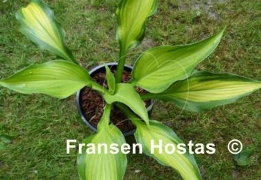 Hosta High Voltage