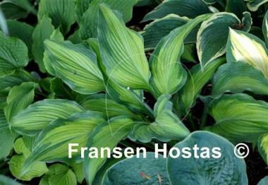 Hosta High Voltage
