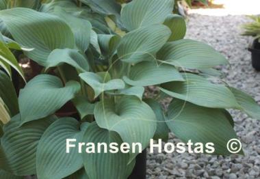 Hosta Hillbilly Blues