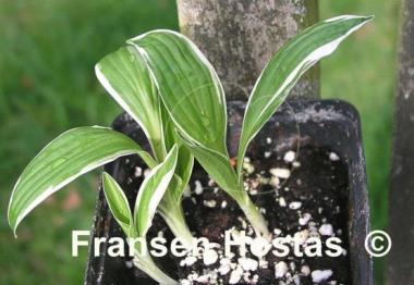 Hosta Hime