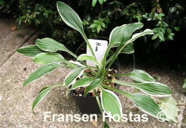 Hosta Hime