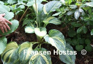Hosta Hingham Harbormaster