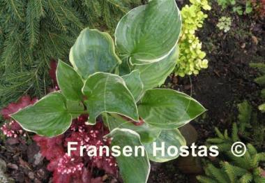 Hosta Hippodrome