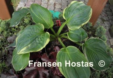 Hosta Hippodrome